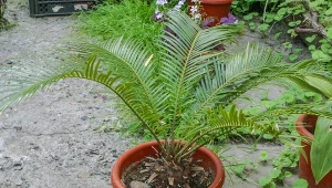 Daktylowiec kanaryjski jest długowieczną rośliną.