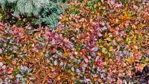 Największym atutem irgi błyszczącej są liście, które jesienią zmieniają kolor.