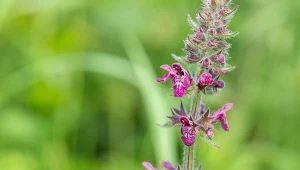 Czyściec leśny bardzo dobrze rośnie w półcieniu.