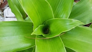 Callisia fragrans potrzebuje odpowiedniej pielęgnacji.