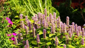 Dąbrówka rozłogowa „Gold Chang” wytwarza duże kwiatostany.