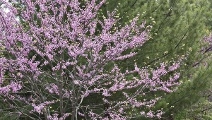 Judaszowiec kanadyjski „California Sweetheart” ma liście o ciekawym ubarwieniu.