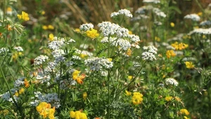 Pieprzyca siewna ma pikantny smak.