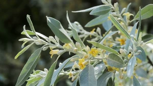 Oliwnik wąskolistny (Elaeagnus angustifolia) bardzo szybko rośnie.
