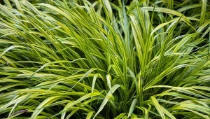 Tatarak trawiasty wydaje charakterystyczny zapach.