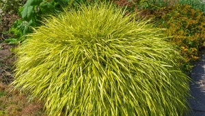 Hakonechloa smukła All Gold (Hakonechloa macra All Gold) przypomina bambusa.