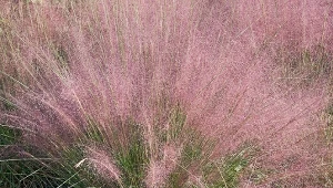 Miskant chiński „Flamingo”  podczas kwitnienia osiąga nawet dwa metry wysokości.