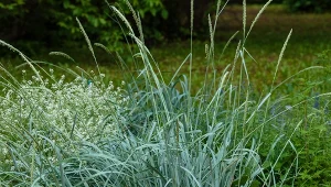 Wydmuchrzyca piaskowa jest trawą ozdobną o wydmowym wyglądzie.