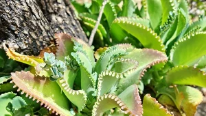 Żyworódka pierzasta w Polsce uprawiana jest w donicy.