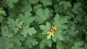 Klon polny jest najmniejszą odmianą z tego gatunku.