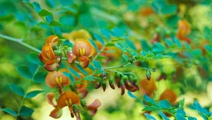 Moszenki południowe to kolekcjonerski krzew o niepospolitych kwiatach.