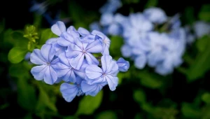 Ołownik uszkowaty jest pięknym, liściastym pnączem.