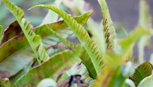 Języcznik zwyczajny jest paprocią o długich i szerokich liściach.