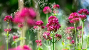 Ostrogowiec czerwony nazywany jest również kozłkiem czerwonym.