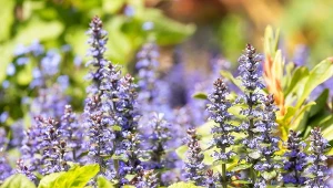 Dąbrówka rozłogowa (Ajuga reptans) w Polsce występuje w lasach.