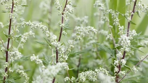 Bylica pospolita posiada właściwości prozdrowotne.