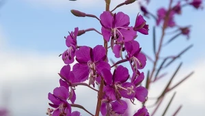 Wierzbówka kiprzyca najczęściej porasta rowy, skraje lasów i łąk.