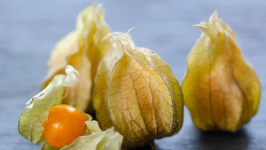 Miechunka pomidorowa nazywana jest także miechunką skórzastą.