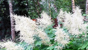 Parzydło leśne (Aruncus dioicus).