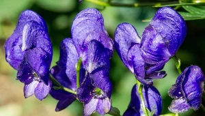 Tojad mocny (Aconitum firmum).