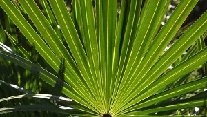 Palma sabałowa (Sabal minor).