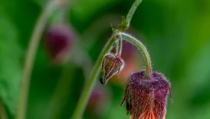 Kuklik zwisły (Geum rivale).