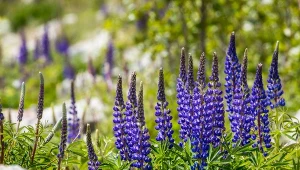 Łubin trwały (Lupinus polyphyllus).