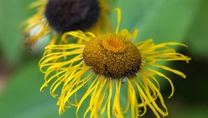 Oman wielki (Inula helenium).