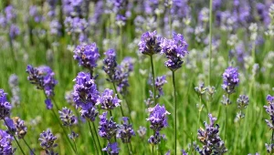 Lawenda wąskolistna (Lavandula angustifolia).