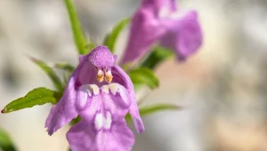 Poziewnik szorstki (Galeopsis tetrahit) kwitnie w niezwykły sposób, zachwyca kształtem i kolorem każdego kwiatu.