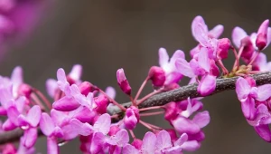 Judaszowiec kanadyjski (Cercis canadensis).