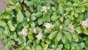 Runianka japońska (Pachysandra terminalis).