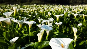 Cantedeskia etiopska (Zantedeschia aethiopica).