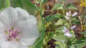 Prawoślaz lekarski to intrygująca, ozdobna roślina. Fot. CanvaPo