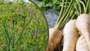 Pasternak zakwita drobnymi, żółtymi kwiatkami.