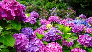 Kwitnąca na purpurowo hortensja ogrodowa.