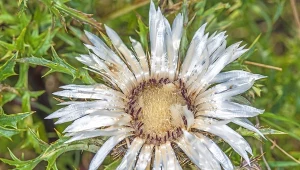 Dziewięćsił bezłodygowy (Carlina acaulis).