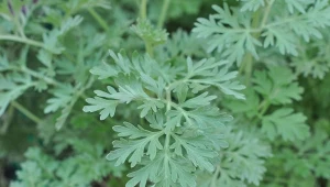 Bylica piołun to roślina wieloletnia.