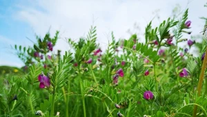 Wyka może porastać płoty, tworząc naturalną, gęstą barierę dla ciekawskich oczu.