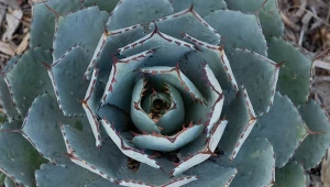 Agawa potatorum należy do agaw zróżnicowanych pod względem formy i wielkości. W naturze rośnie w Meksyku.