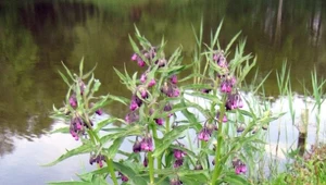 Chętnie rośnie nad brzegiem stawy, jak i wzdłuż działkowych płotów.