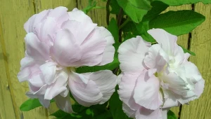 Kielisznik bluszczowaty (Calystegia hederacea).