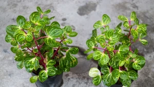 Peperomia prostrata (Peperomia rotundifolia).