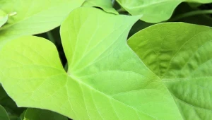 Wilec ziemniaczany (Ipomoea batatas)