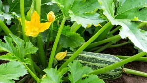 Kabaczek jest rośliną płożącą o słabiej średnio wyciętych liściach.
