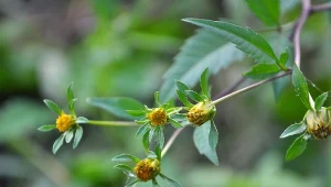 Uczep trójlistkowy (Bidens tripartita).