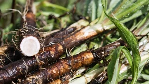 Wężymord czarny korzeń (Scorzonera hispanica).