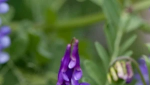 Kwiatostan wyki kosmatej.