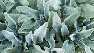 Czyściec wełnisty jest pokryty aksamitnym kutnerem.