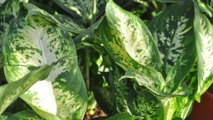 Difenbachia (Dieffenbachia Schott) w doniczce kwitnie rzadko.